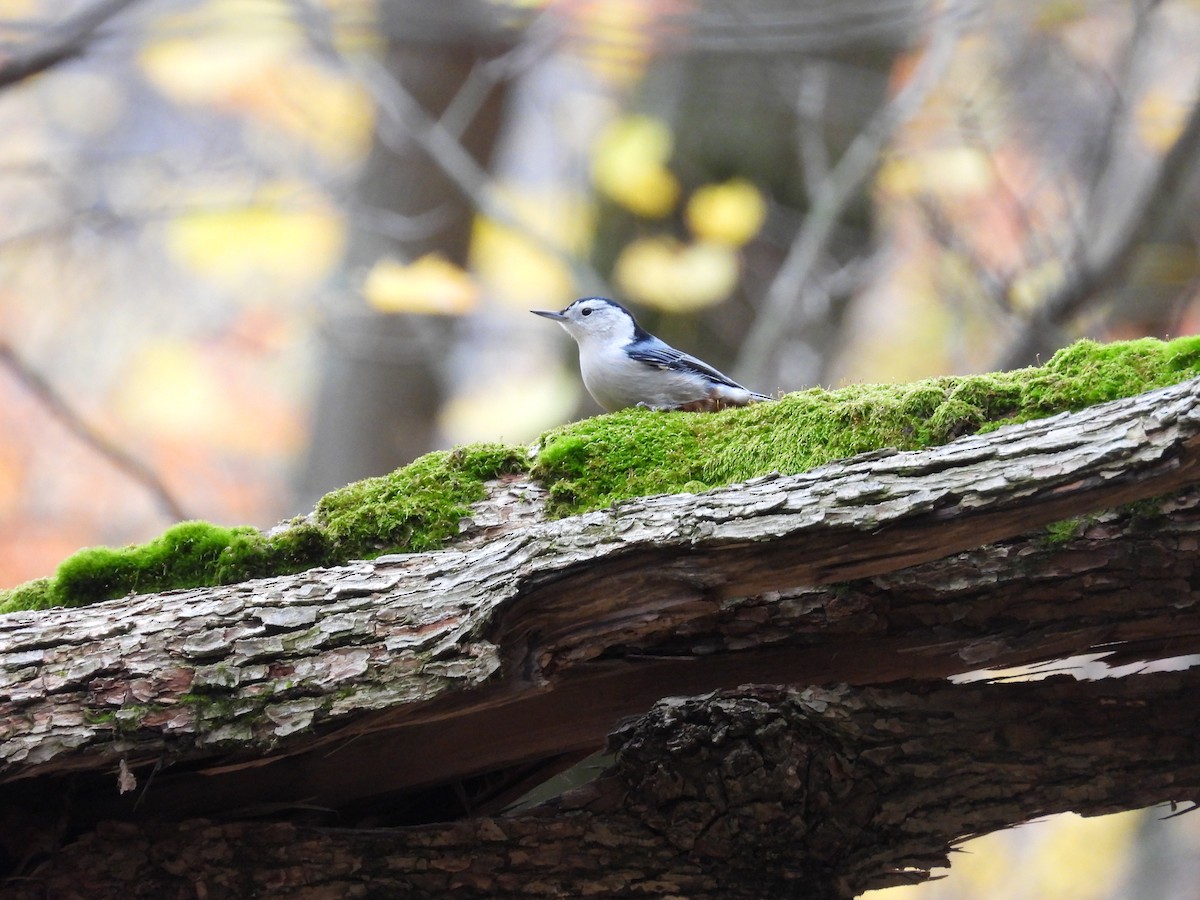 White-breasted Nuthatch - ML645052506