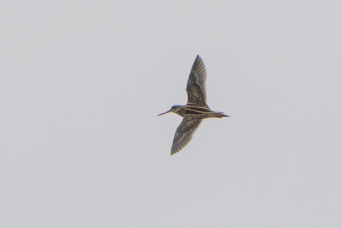 Jack Snipe - ML645052508