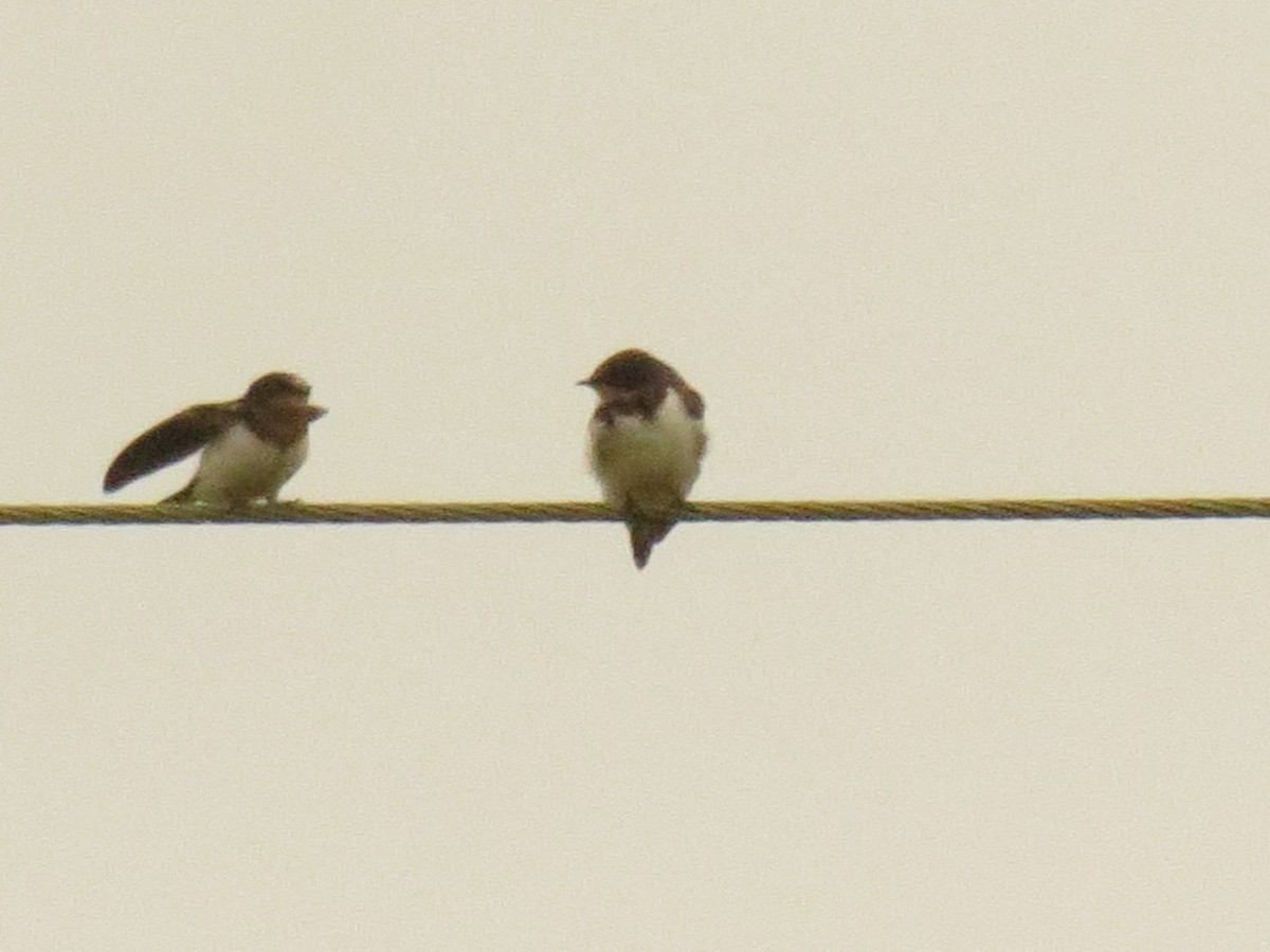 Barn Swallow - ML645052509
