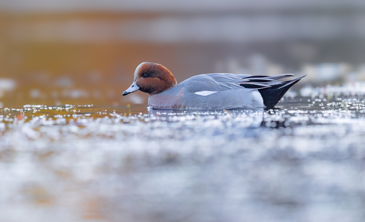 赤頸鴨 - ML645052512