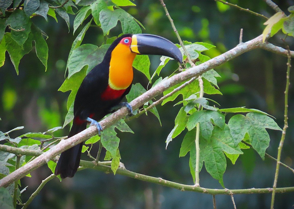 Channel-billed Toucan - ML645052515