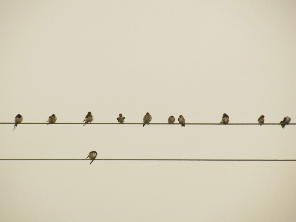 Eastern Red-rumped Swallow - ML645052517