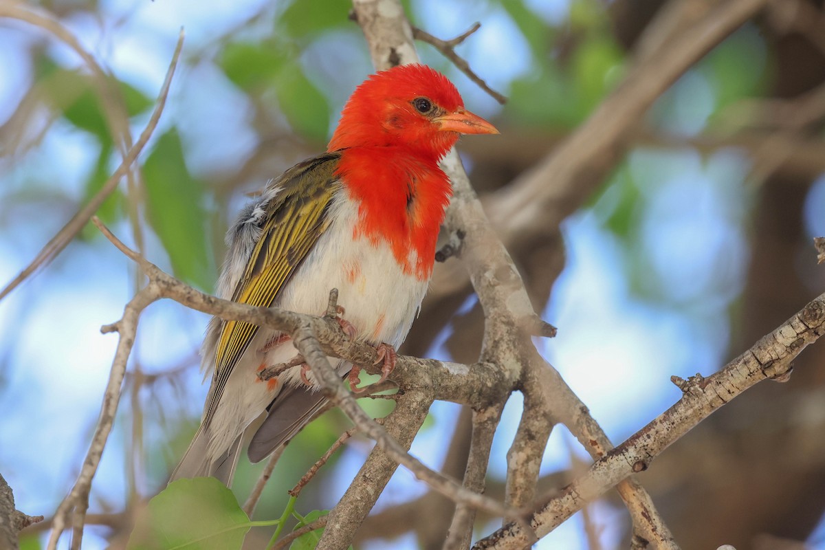 Anaplecte écarlate - ML645052525