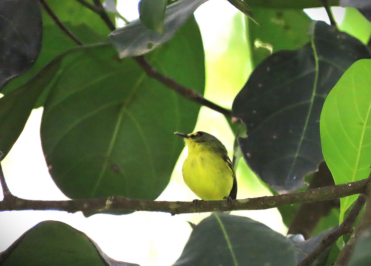 Gray-headed Tody-Flycatcher - ML645052531