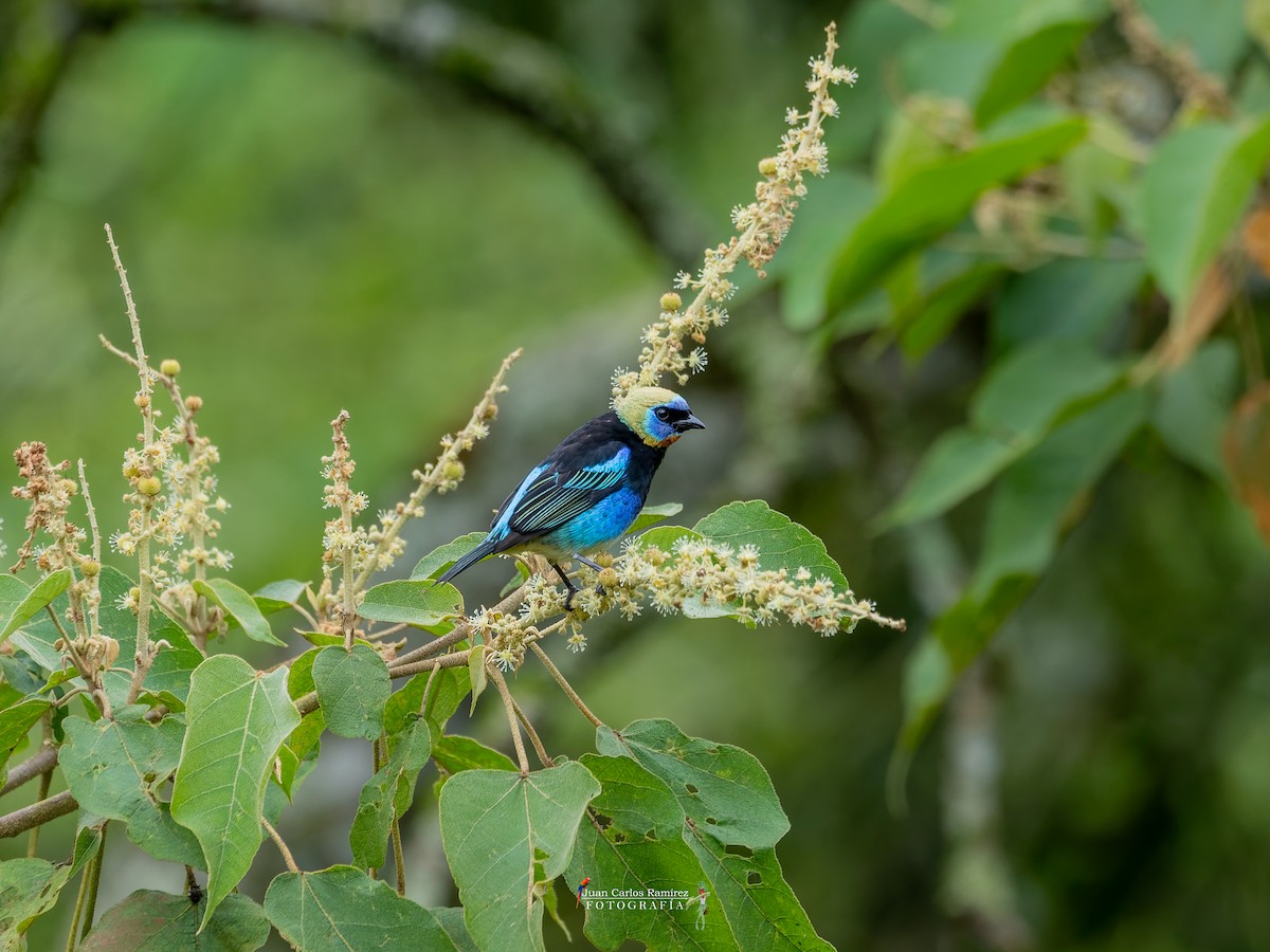 Золотистоголовая танагра - ML645052554