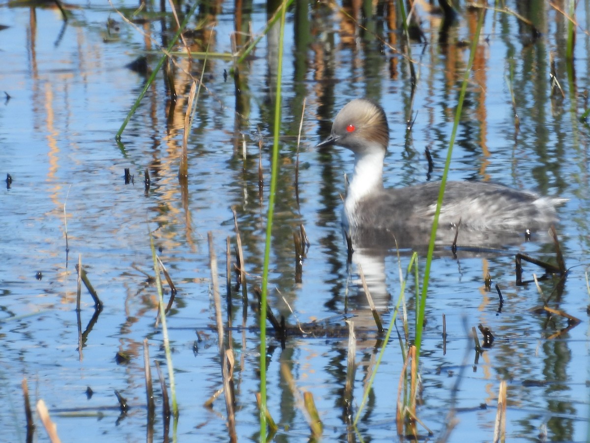 Silvery Grebe - ML645052557