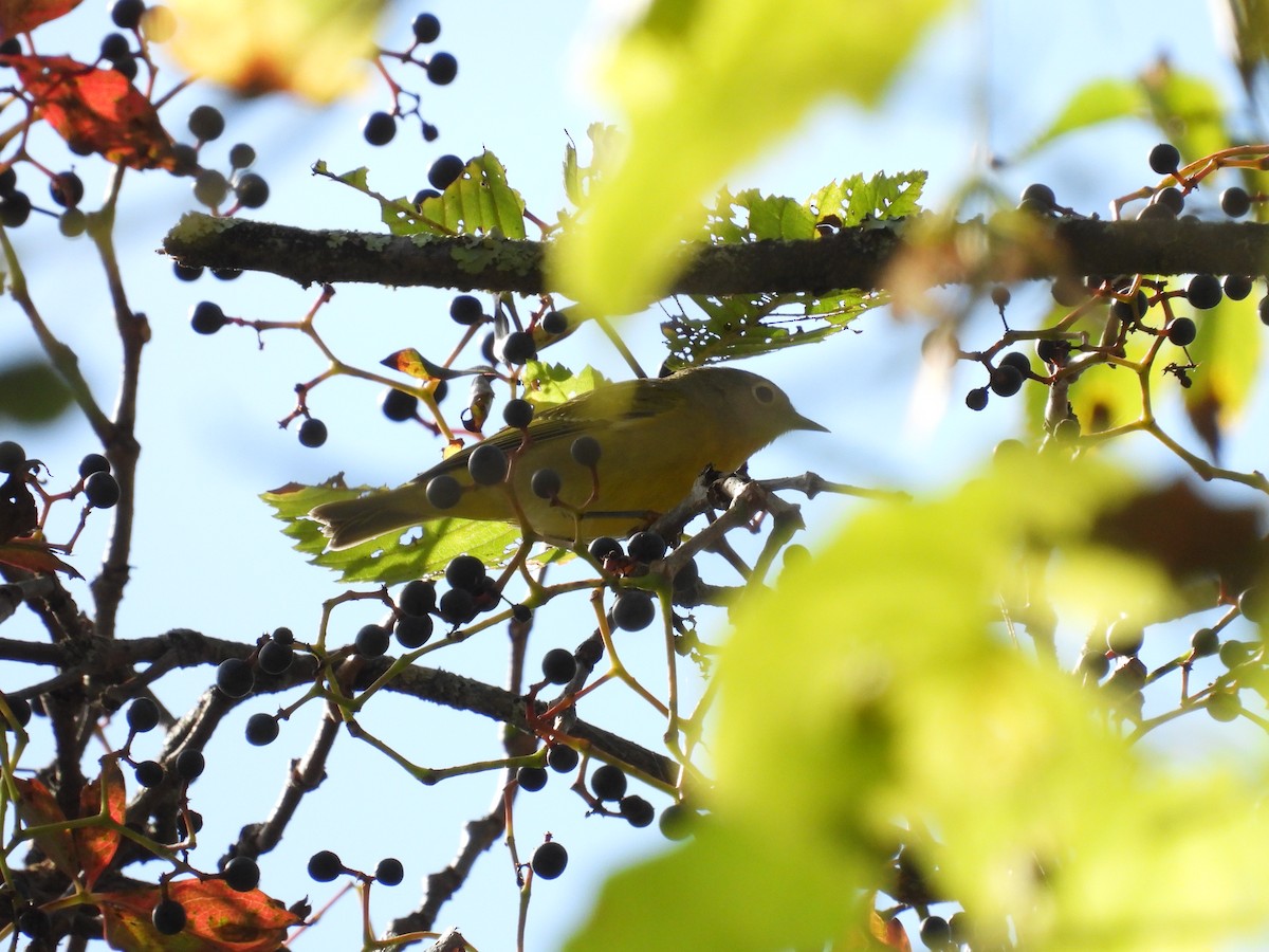 Nashville Warbler - ML645052574