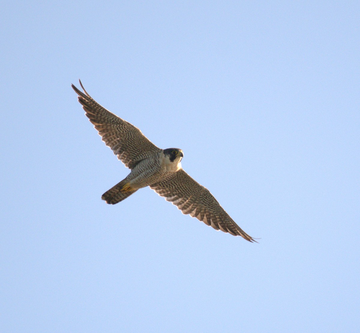 sokol stěhovavý - ML645052576