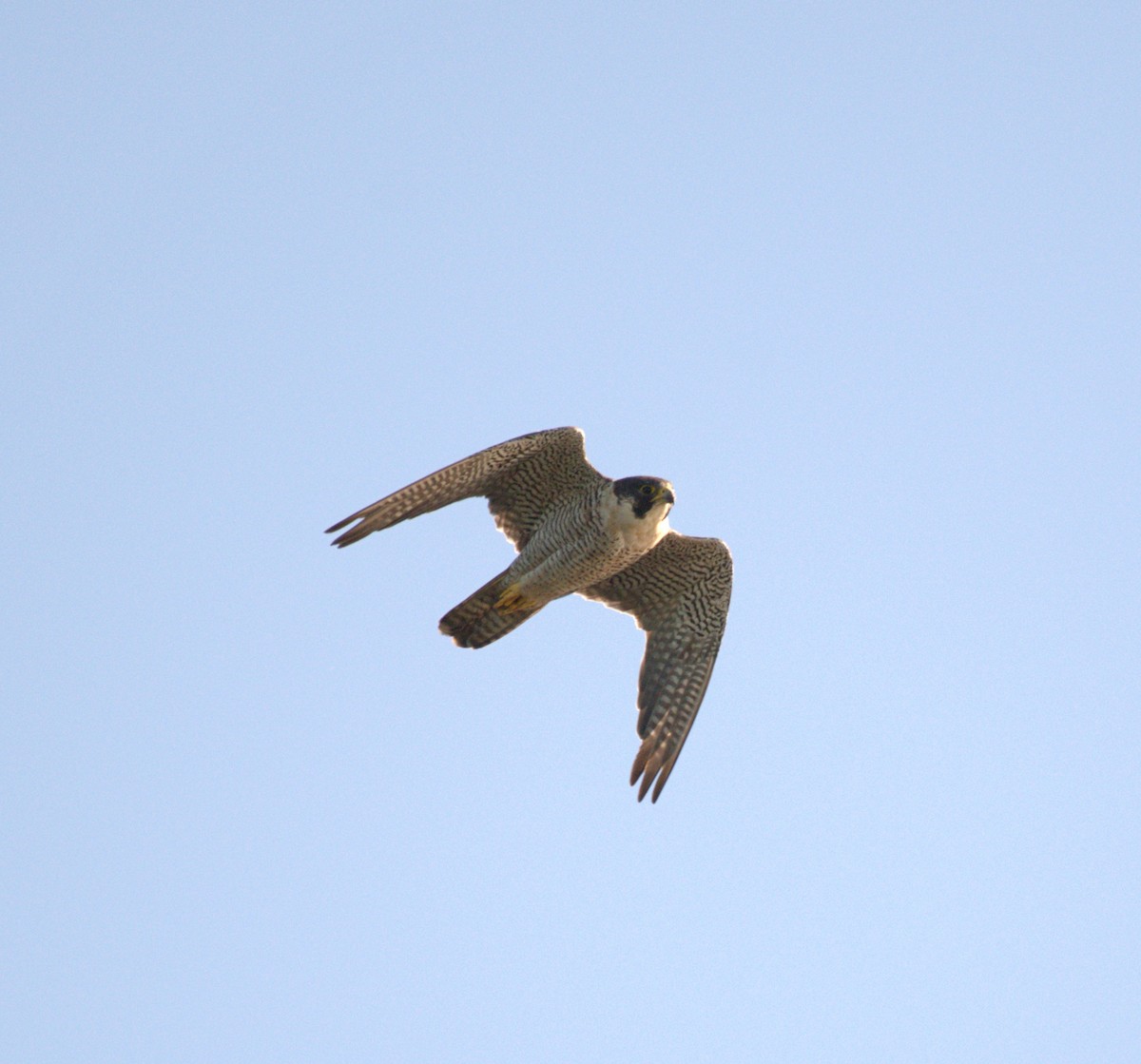 sokol stěhovavý - ML645052577