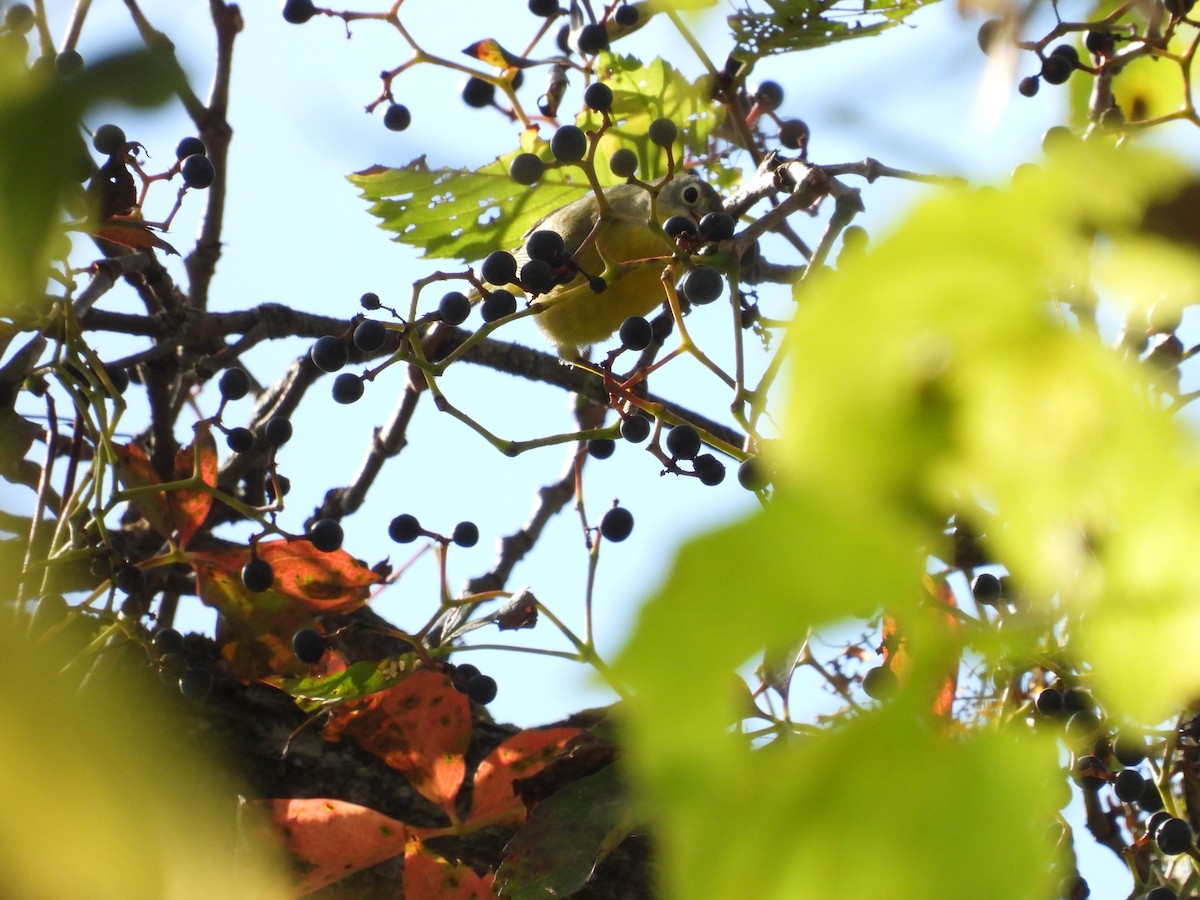 Nashville Warbler - ML645052578