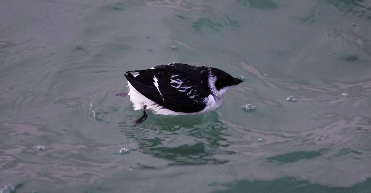 Pottorro txikia - ML645052586