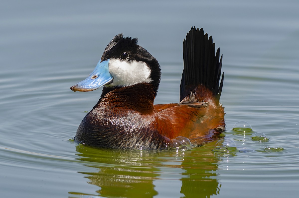 Ruddy Duck - ML645052609