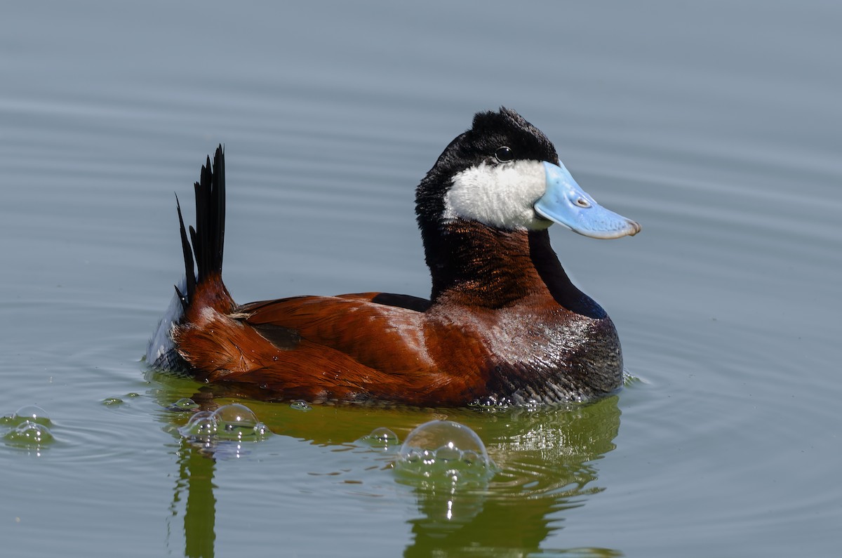 Ruddy Duck - ML645052610