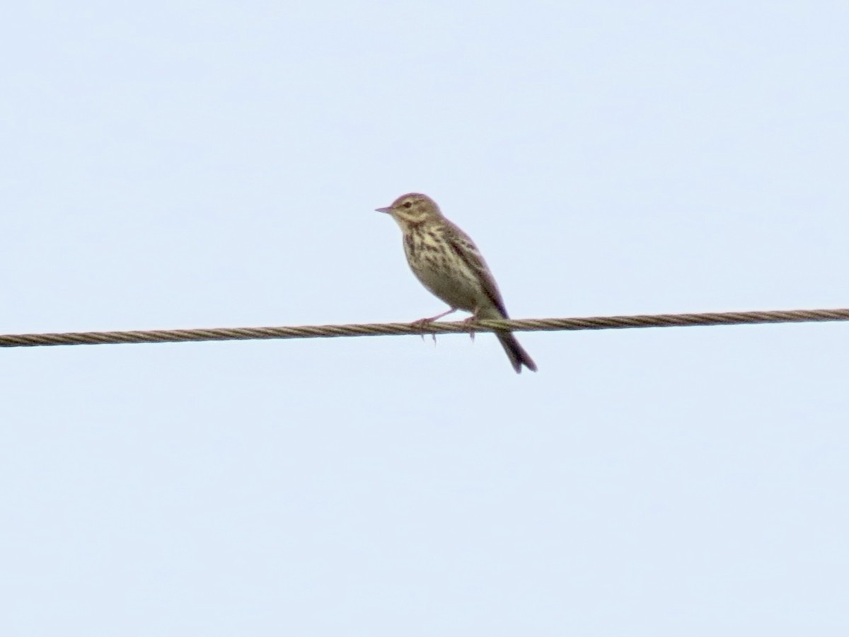 Tree Pipit - ML645052611