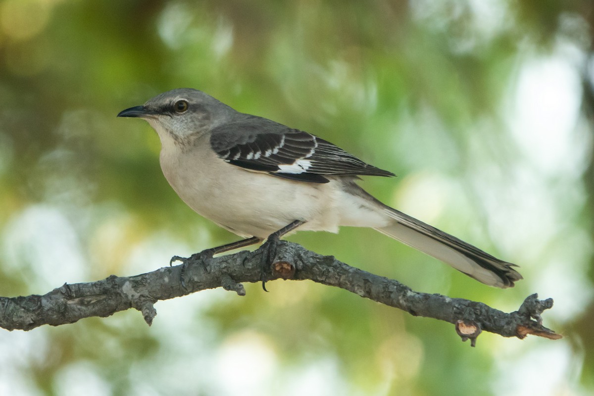 Northern Mockingbird - ML645052612