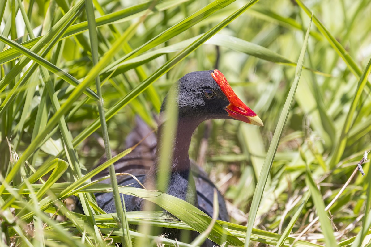 Common Gallinule (Hawaiian) - ML645052618