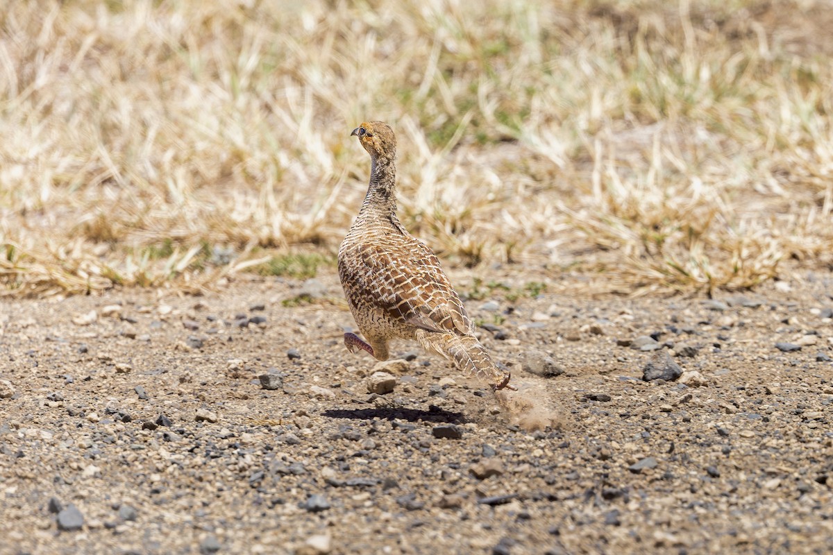 Gray Francolin - ML645052628