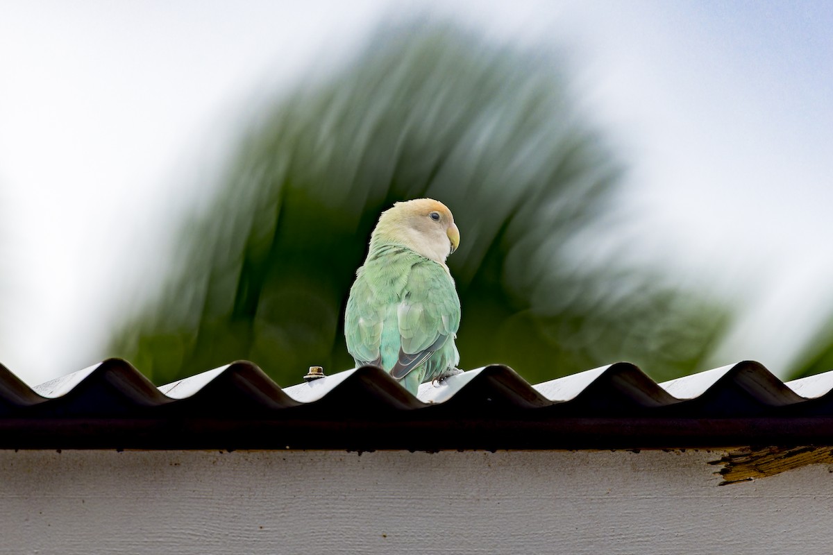 Rosy-faced Lovebird - ML645052647