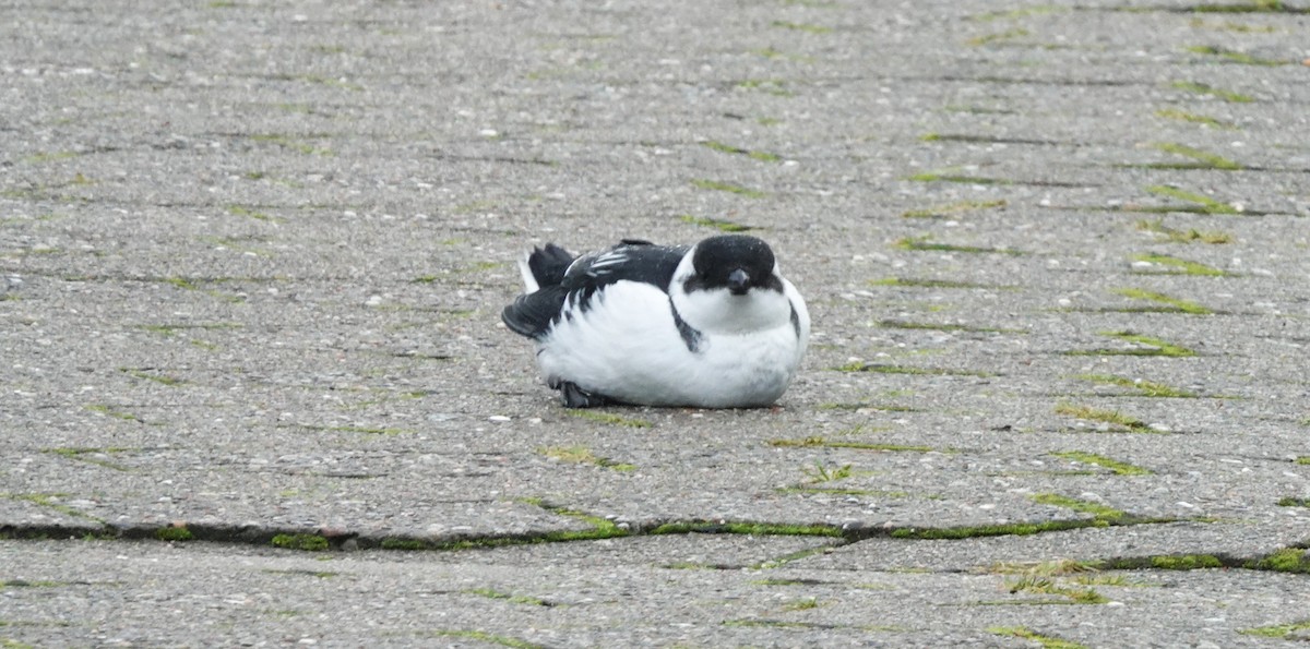 alkoun malý - ML645052653