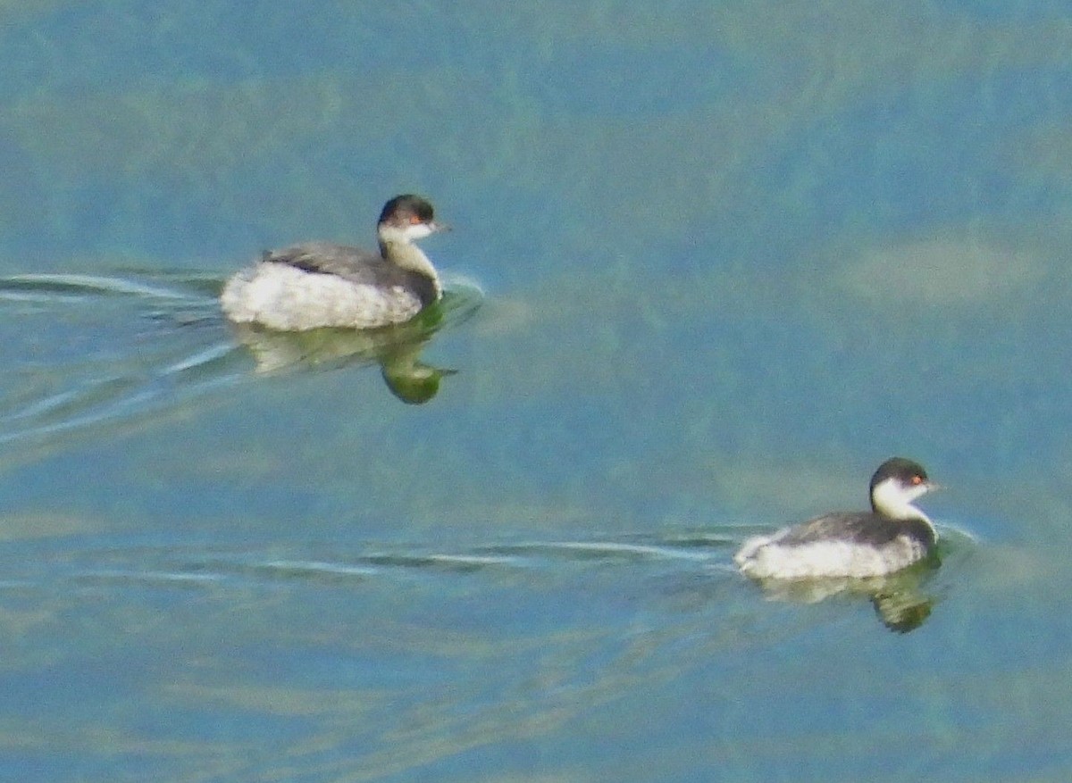 黑頸鸊鷉 - ML645052661