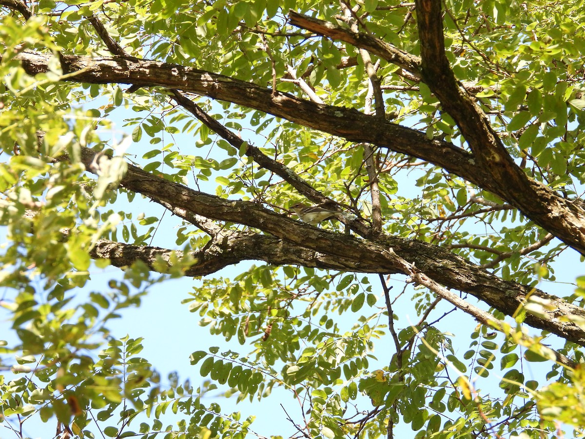 Blackpoll Warbler - ML645052666