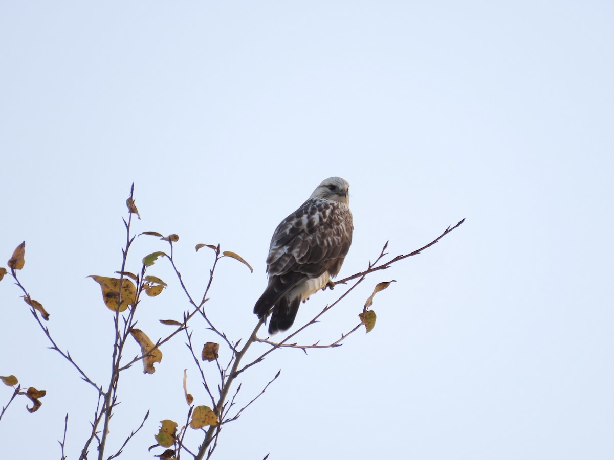 Rough-legged Hawk - ML645052673