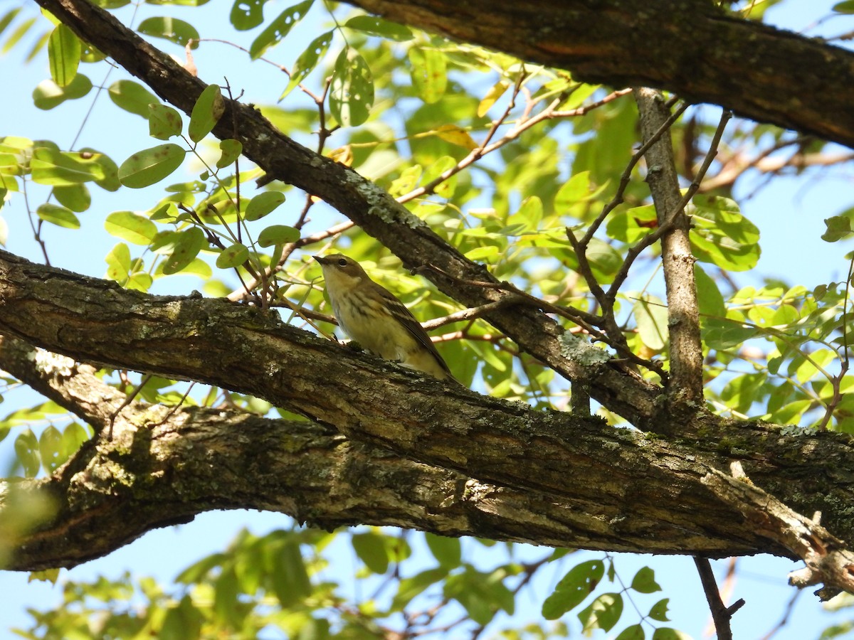 Blackpoll Warbler - ML645052677