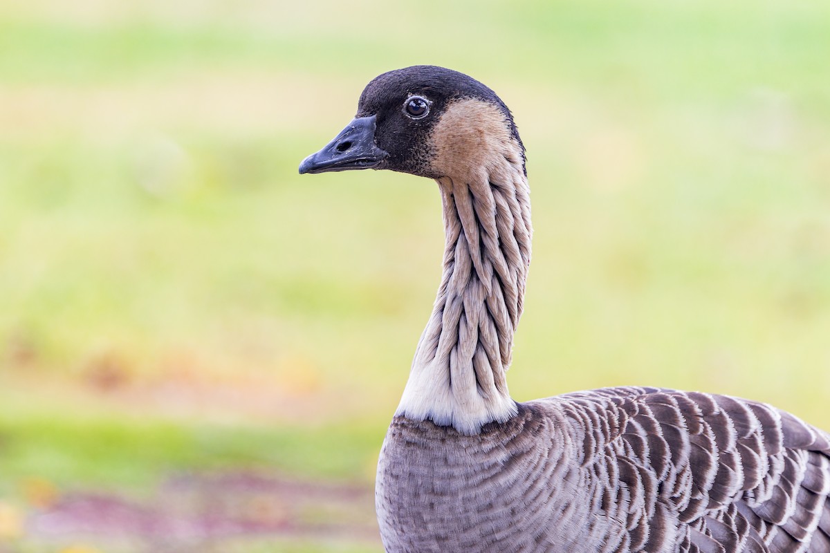 Hawaiian Goose - ML645052681