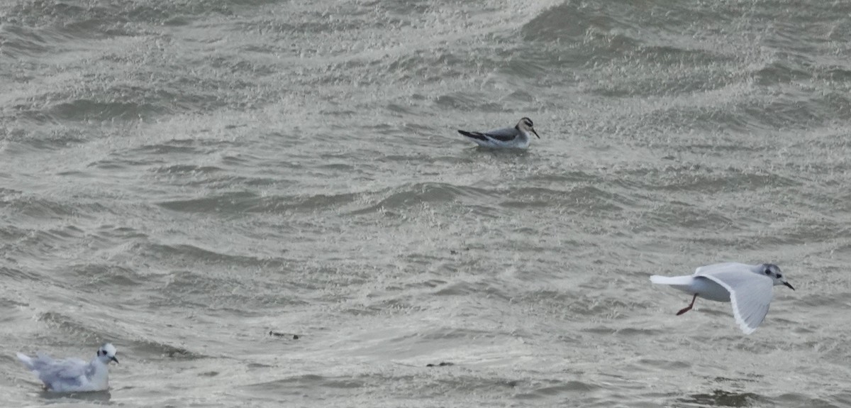 Red Phalarope - ML645052683