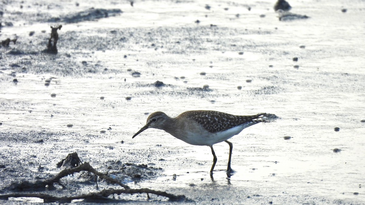 vodouš bahenní - ML645052689