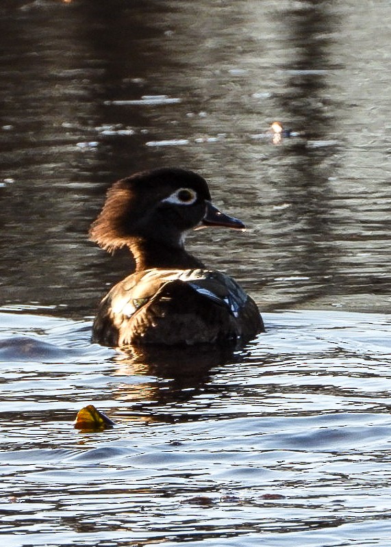 Anatra sposa - ML645052690