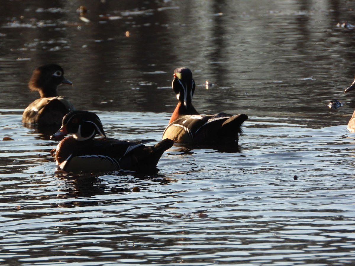 Anatra sposa - ML645052691