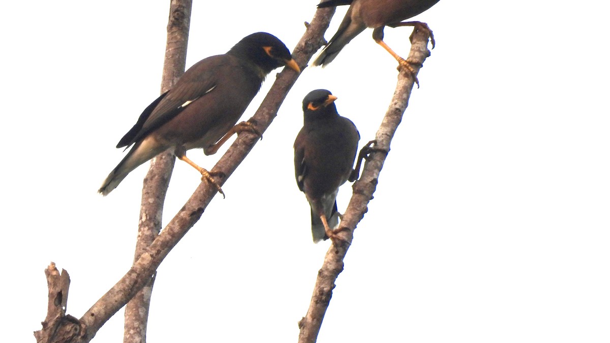 majna obecná - ML645052693