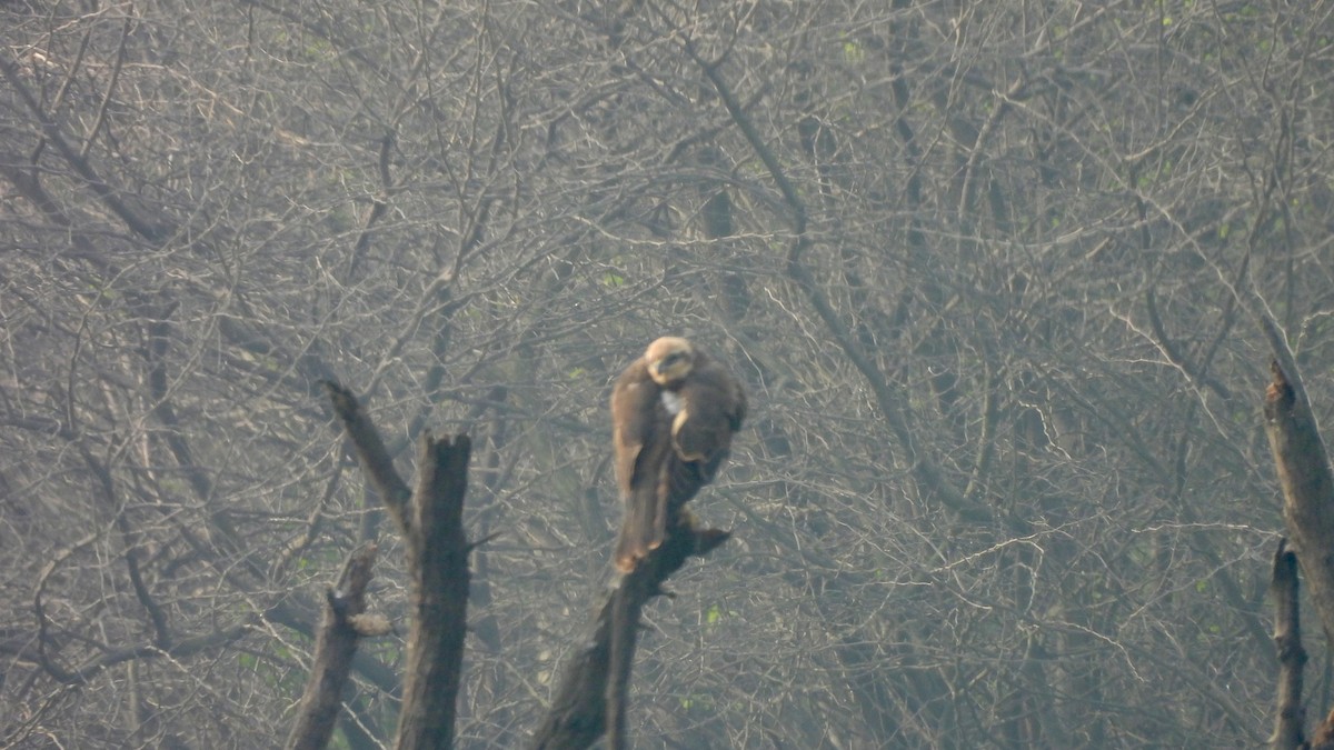 moták pochop - ML645052697