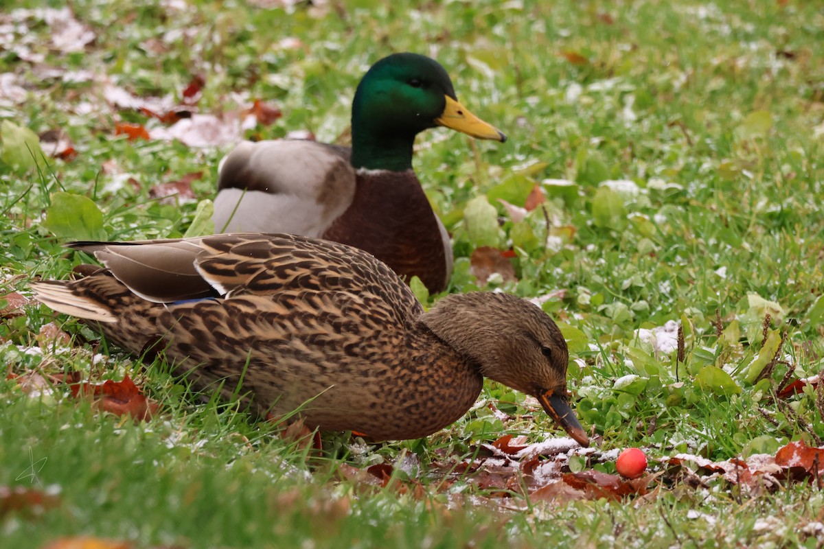 Mallard - ML645052698