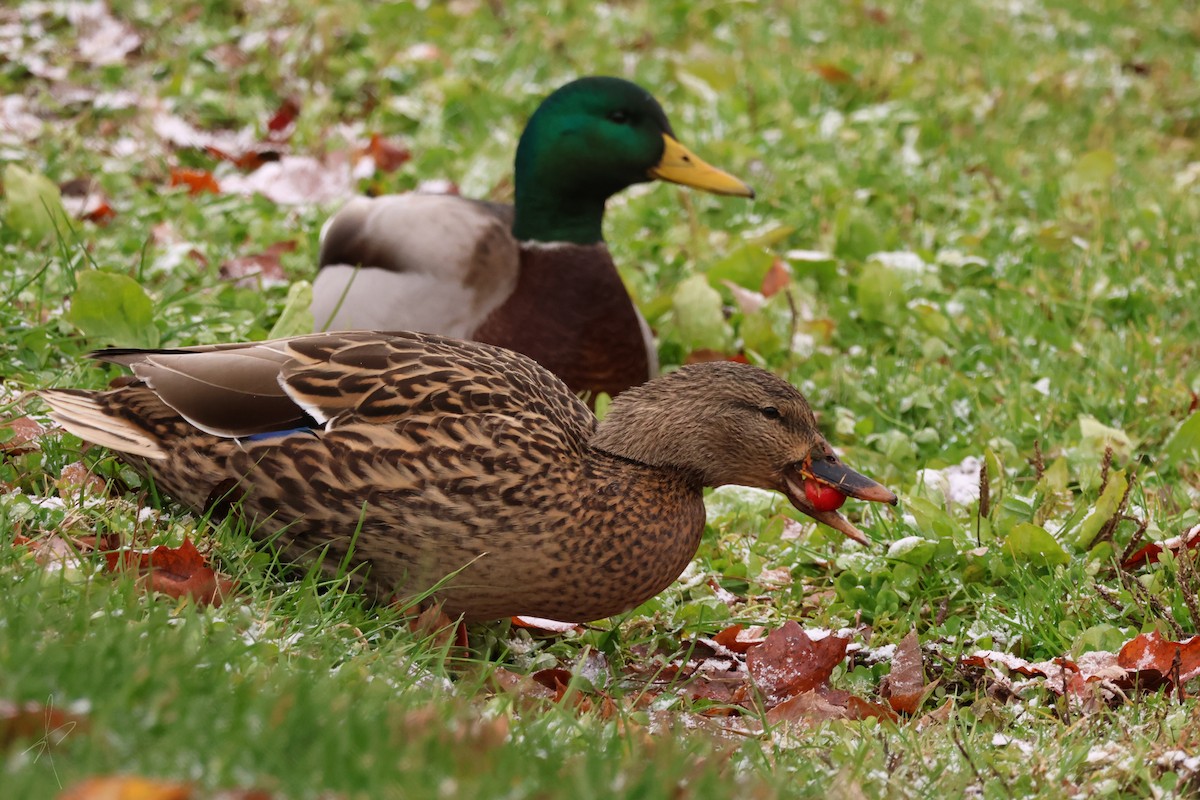 Mallard - ML645052699