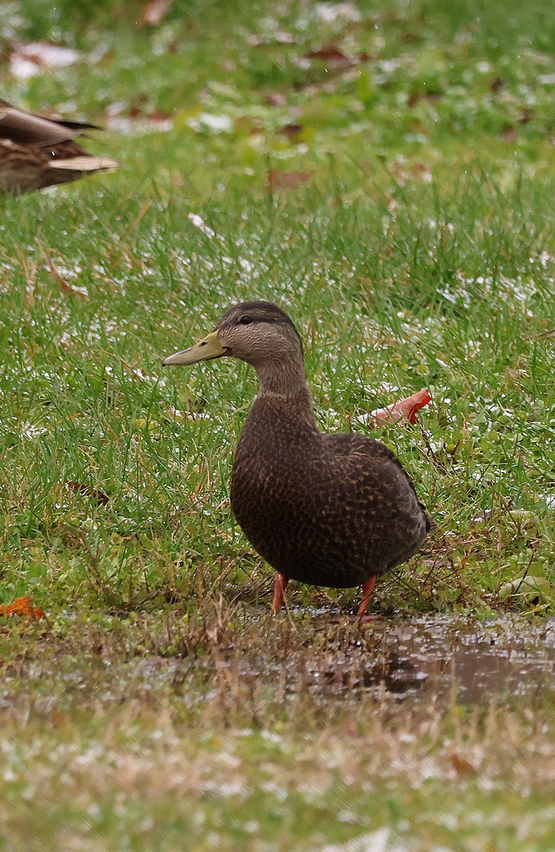 American Black Duck - ML645052701