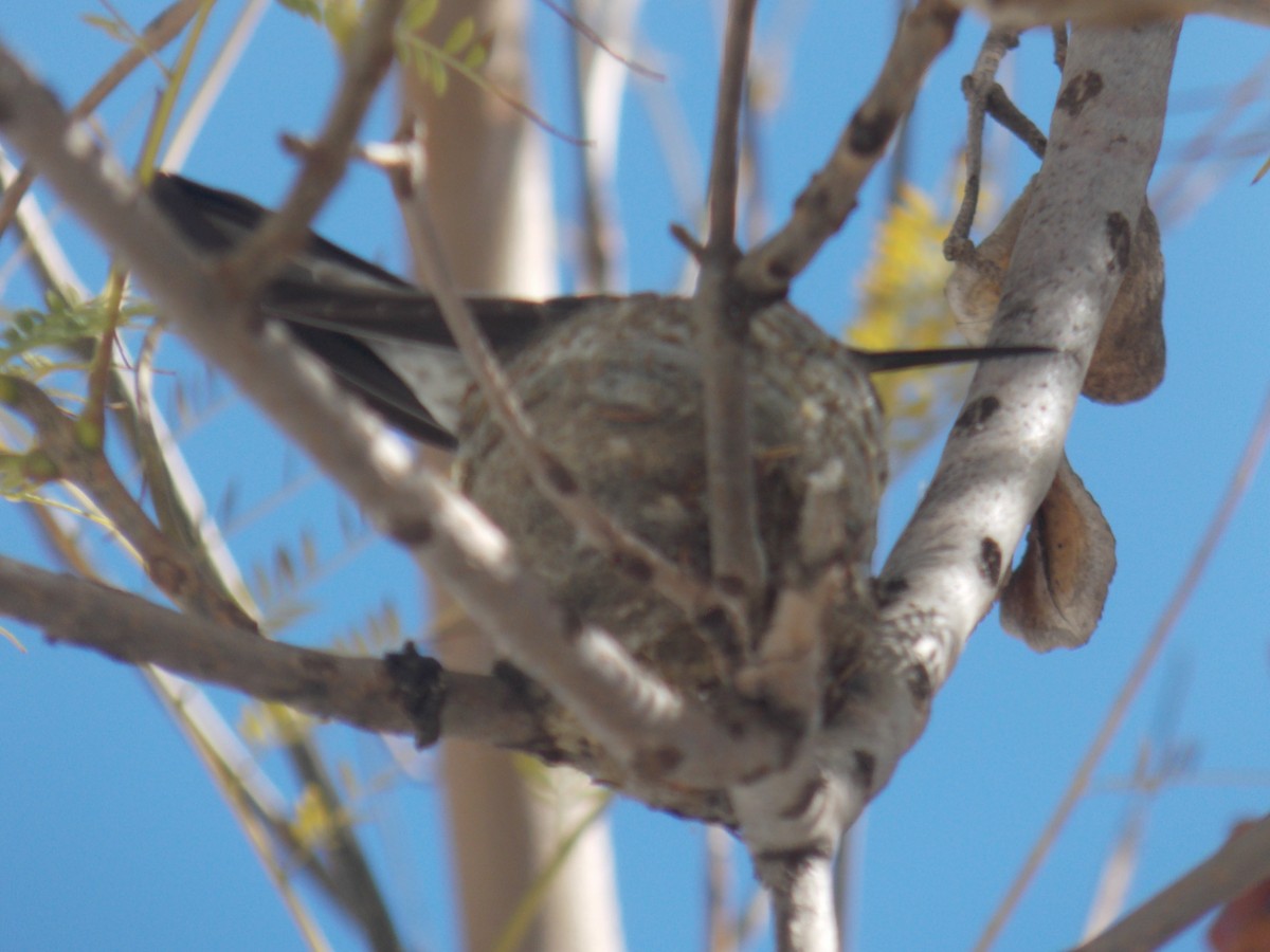 Giant Hummingbird - ML645052703