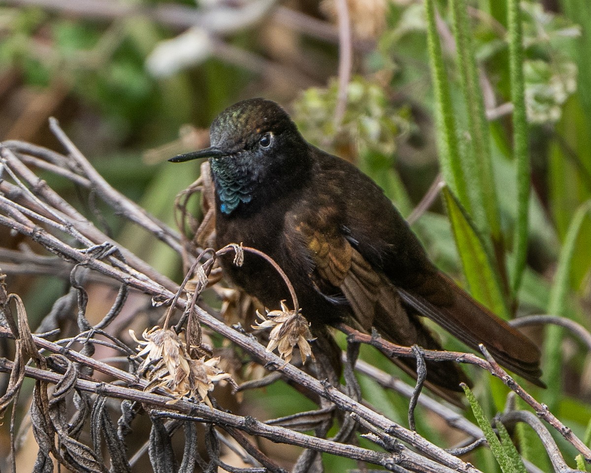 Black Metaltail - ML645052710