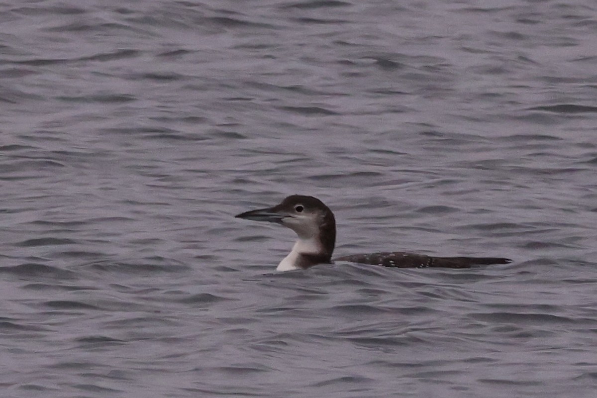 Common Loon - ML645052711