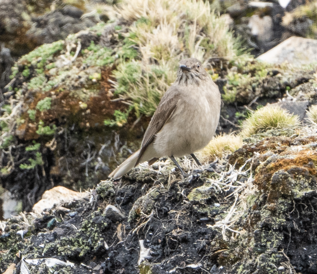 Горный гаучо - ML645052718