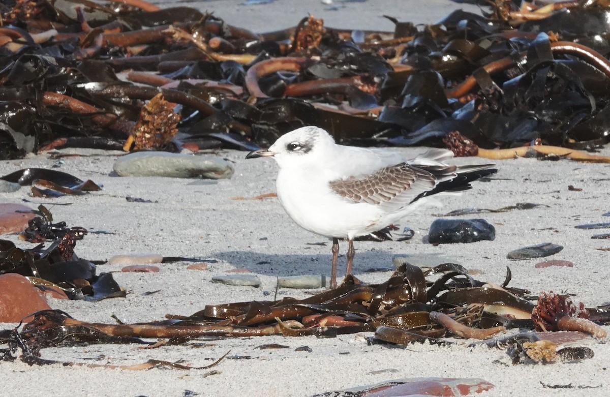 ニシズグロカモメ - ML645052720