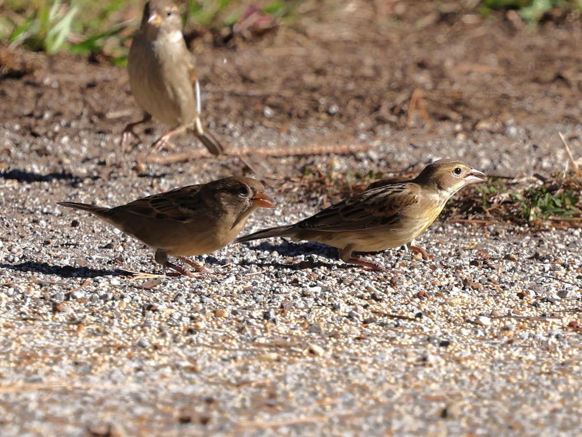 Dickcissel - ML645052721