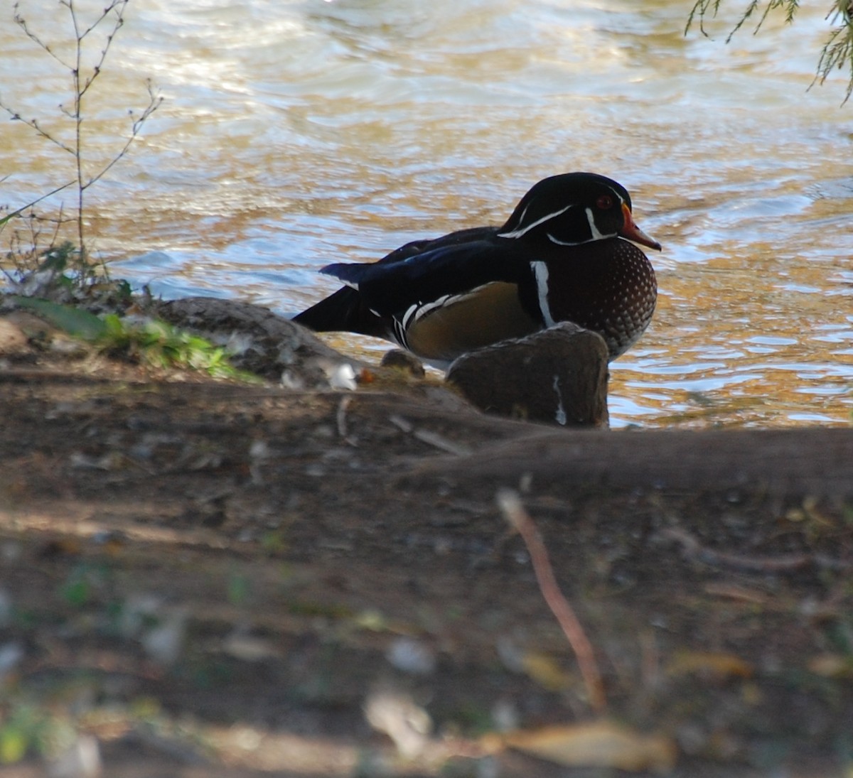 Anatra sposa - ML645052748
