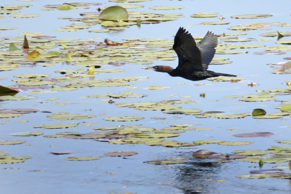 Pygmy Cormorant - ML645052751