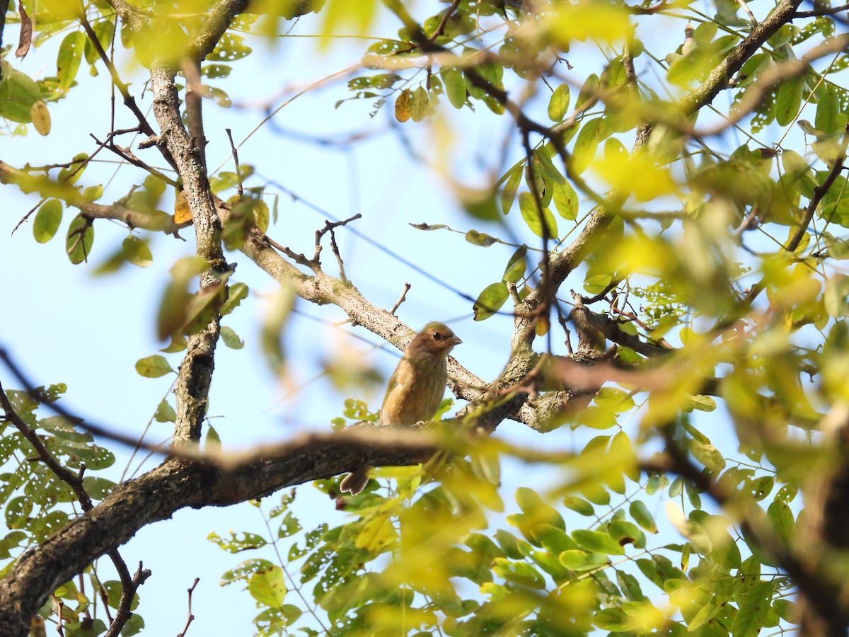 Indigo Bunting - ML645052755