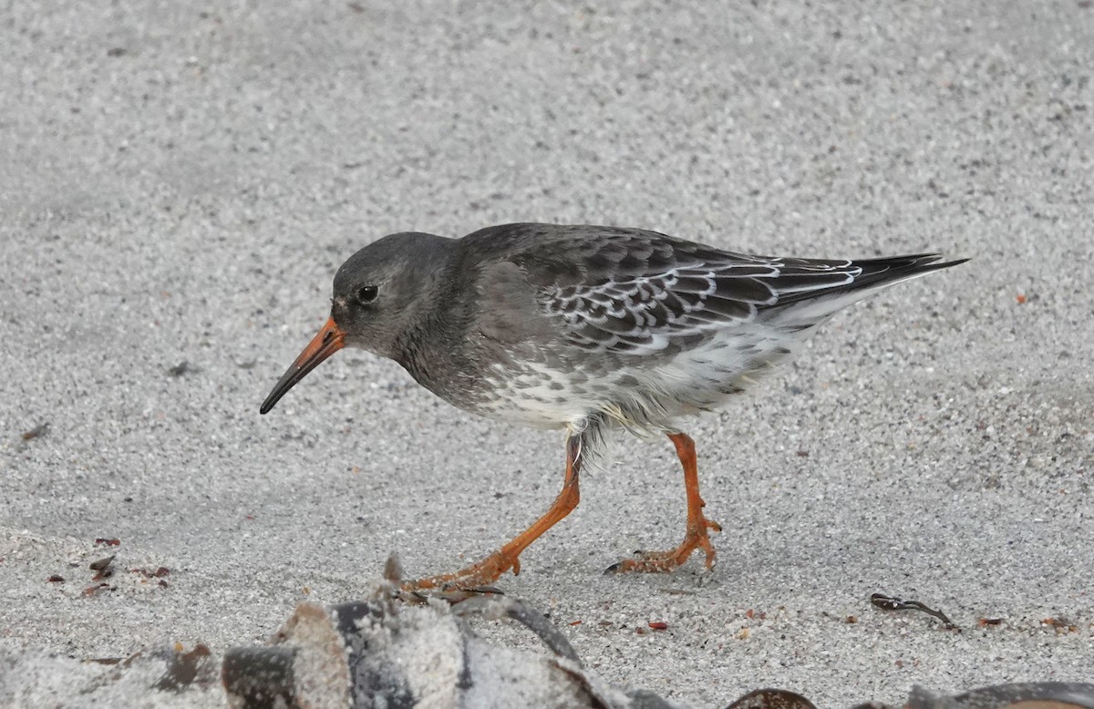 Purple Sandpiper - ML645052778