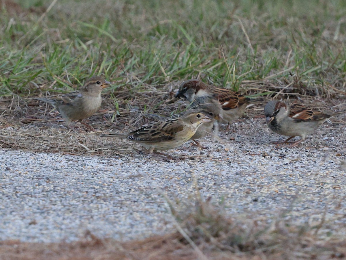 Dickcissel - ML645052787