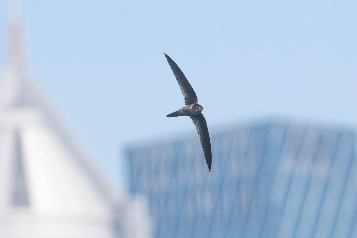 Asian Palm Swift - ML645052795