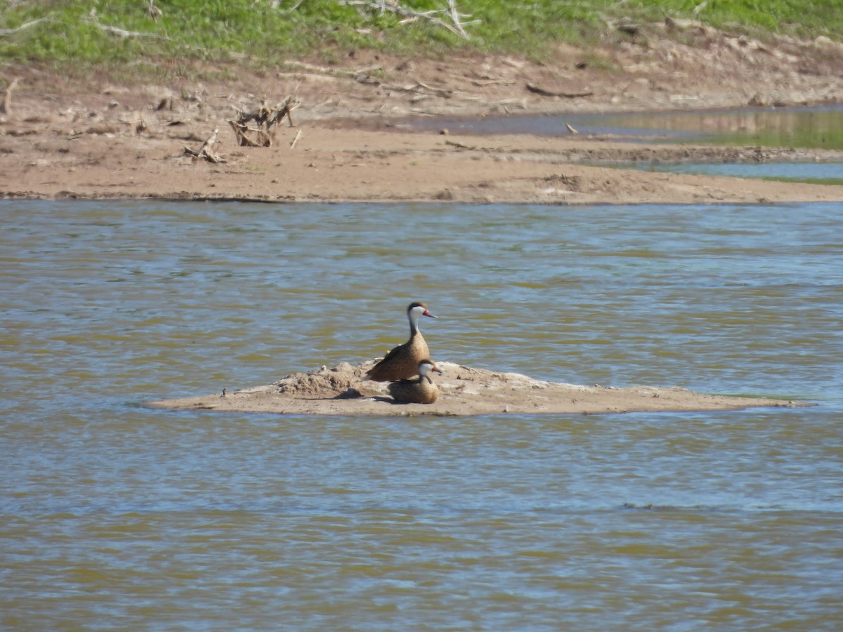 White-cheeked Pintail - ML645052800